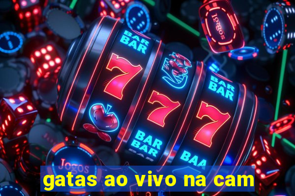 gatas ao vivo na cam